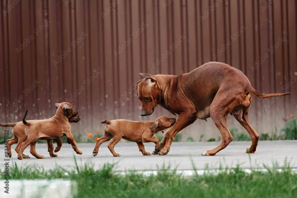 Adorable little Rhodesian Ridgeback puppies playing together in garden. Funny expressions in their faces. The little dogs are five weeks of age. Adorable little Rhodesian Ridgeback puppies playing together in garden. Funny expressions in their faces. The little dogs are five weeks of age.