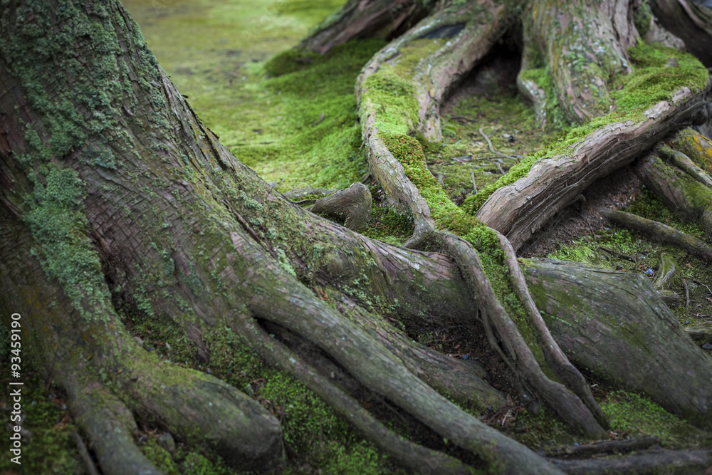 Mossy Tree Roots Mossy Tree Roots