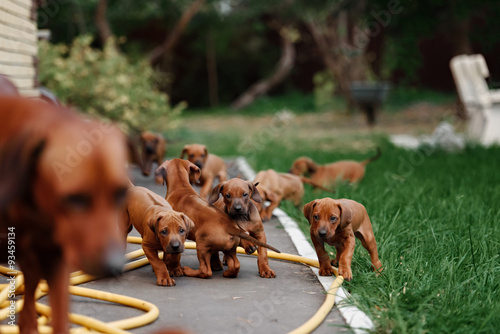Fototapeta Naklejka Na Ścianę i Meble -  Adorable little Rhodesian Ridgeback puppies playing together in