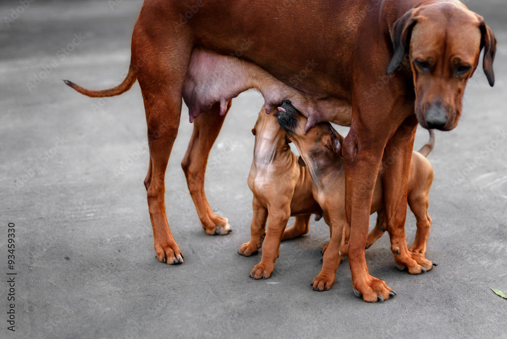 Adorable little Rhodesian Ridgeback puppies playing together in Adorable little Rhodesian Ridgeback puppies playing together in