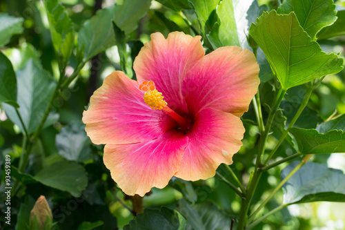 a red hibiscus flower 