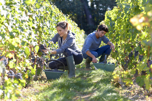 Young people working in vineyard during harvest season