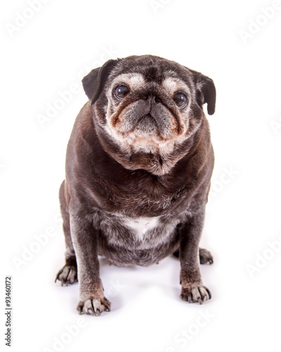 Sitzender, schwarzer Mops photo