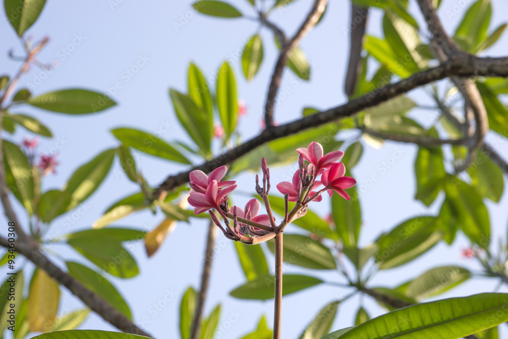 Plumeria rubra