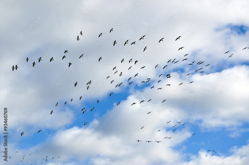 Flying birds flock. Barnacle goose in flight at autumn preparing to fly away. Flying birds flock. Barnacle goose in flight at autumn preparing to fly away.
