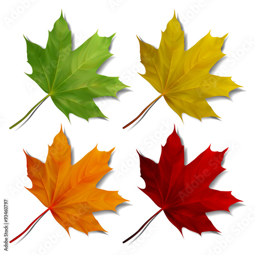 Set of Realistic maple leaves