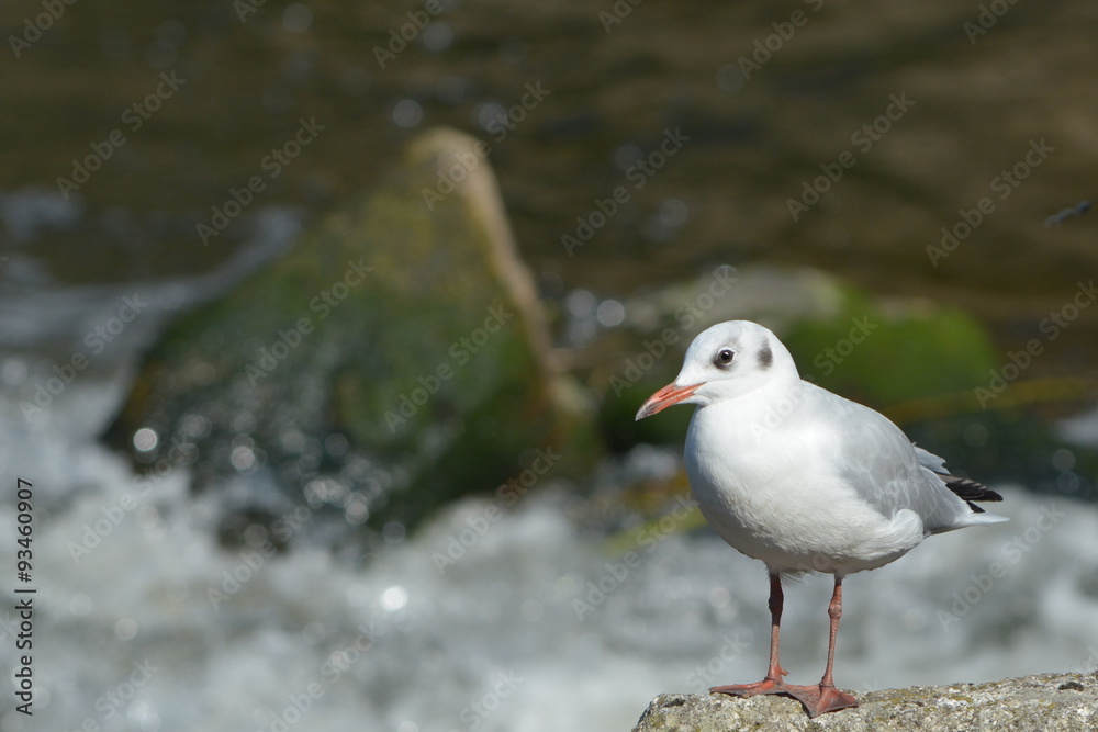 Fototapeta premium Kleine Lachmöwe