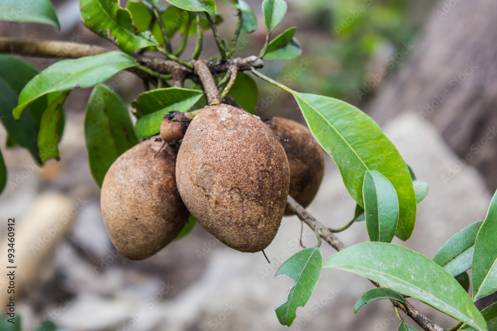 Sapodilla fruits on tree Sapodilla fruits on tree