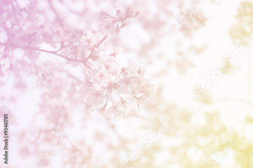 Soft focus of sakura flower on sweet color
