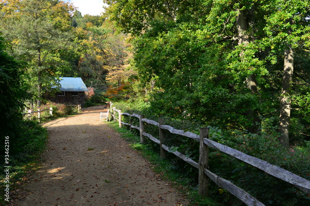 Autumn Woodland in the Uk in October