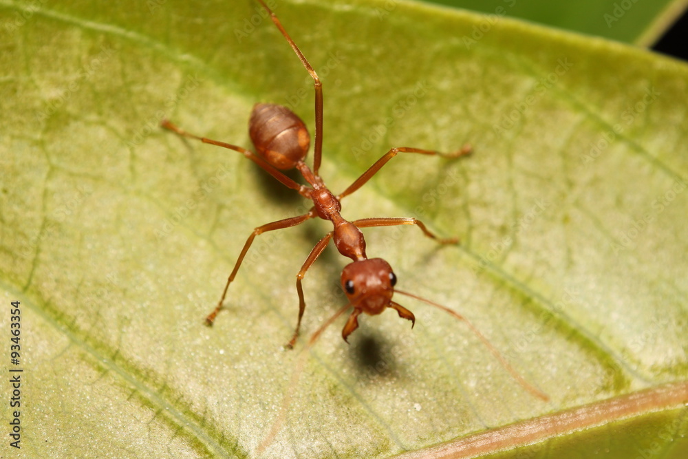 Ant working in the green tree Ant working in the green tree