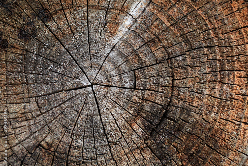 Fototapeta premium Jahresringe - annual rings