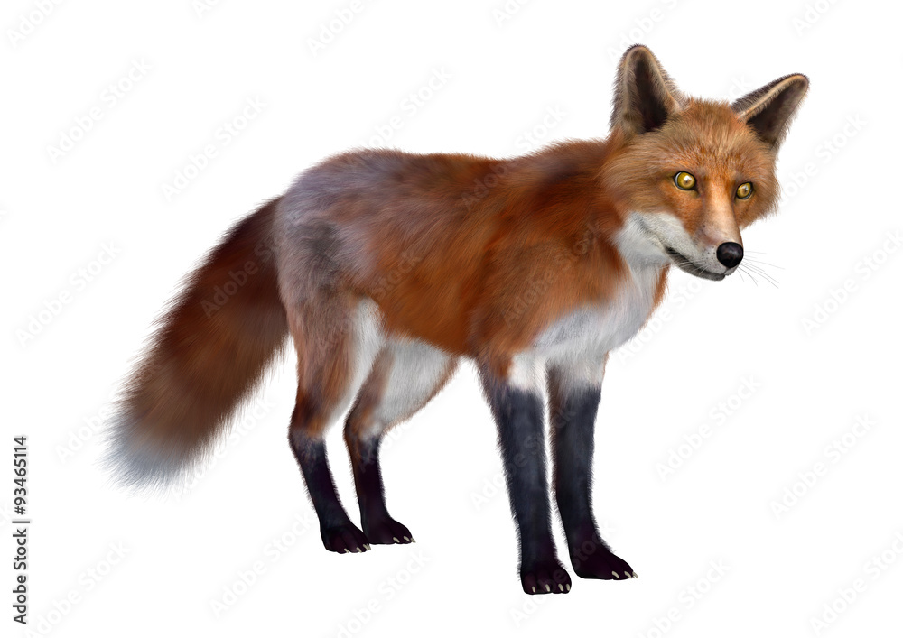 Fototapeta premium Red Fox