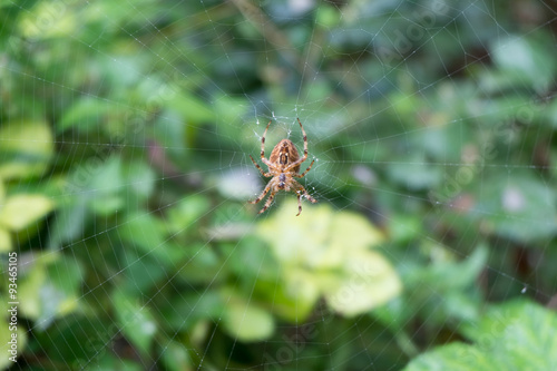 Spider in cobweb - macro photography