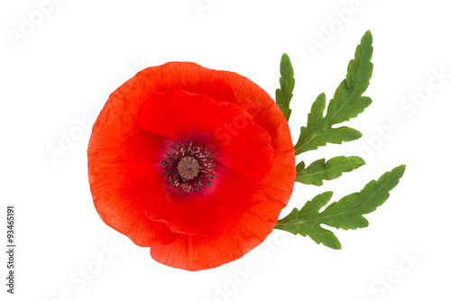 Fototapeta Naklejka Na Ścianę i Meble -  red poppy isolated on white