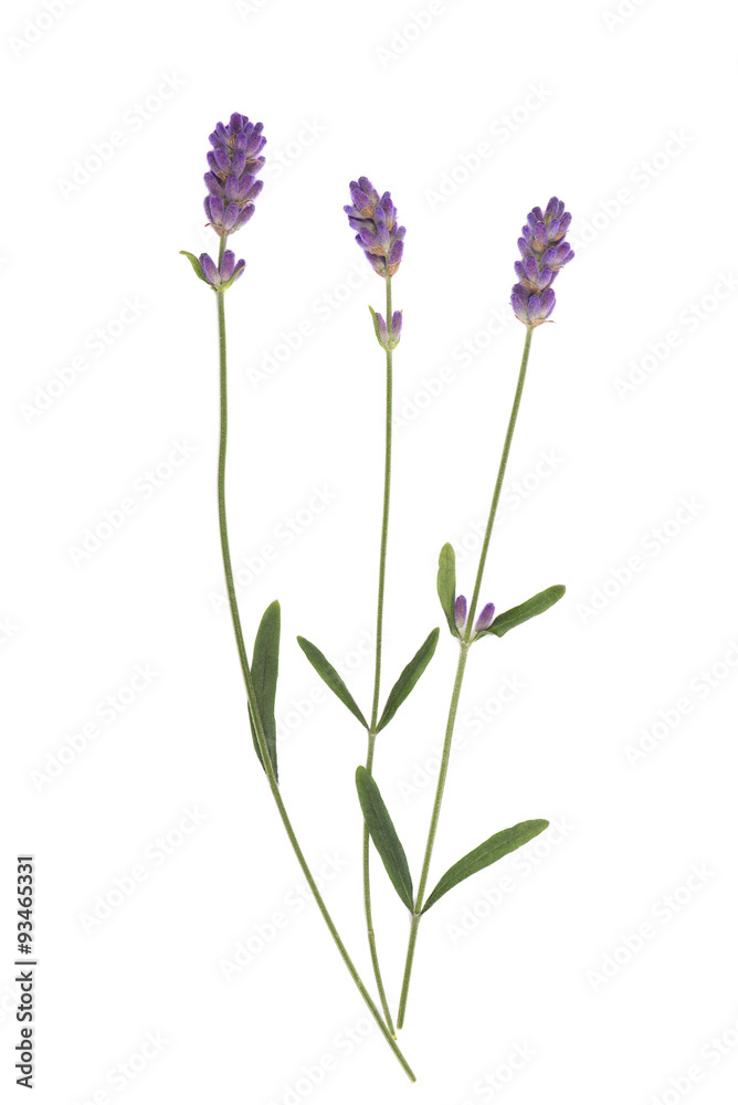 Fototapeta premium Kwiaty lawendy na białym tle