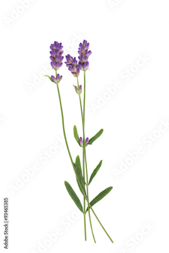 Lavender flowers isolated on white