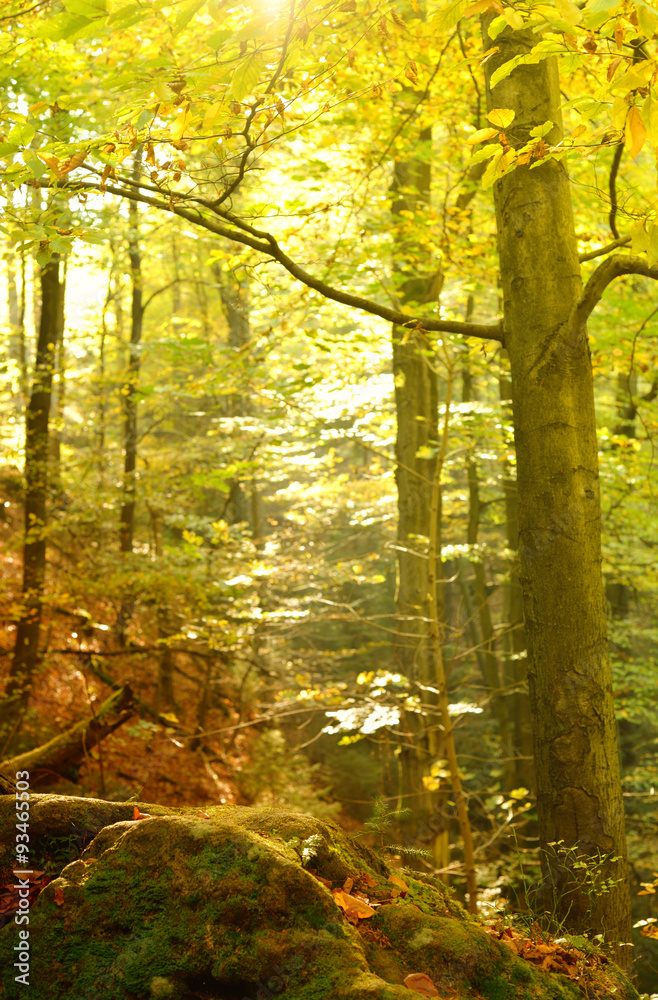 Obraz premium Herbstwald Hintergrund