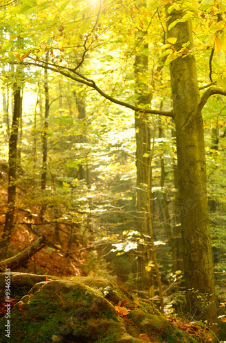 Fototapeta Naklejka Na Ścianę i Meble -  Herbstwald Hintergrund