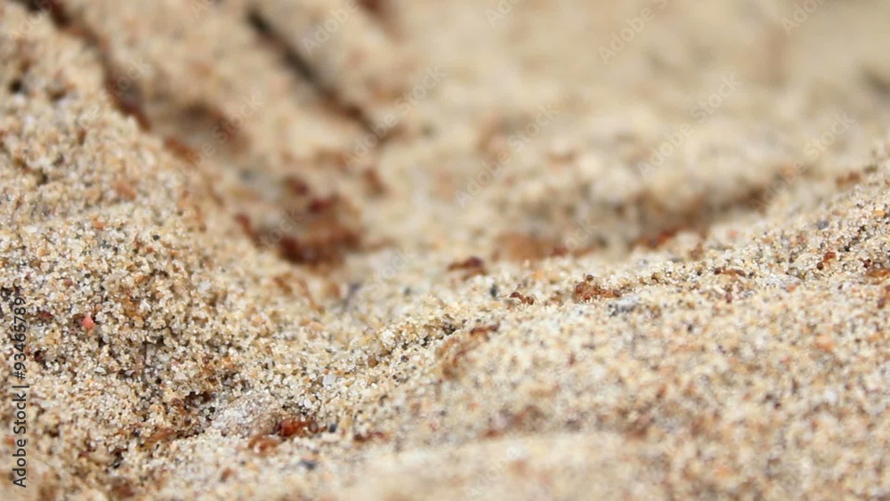 Red ants in the sand Red ants in the sand