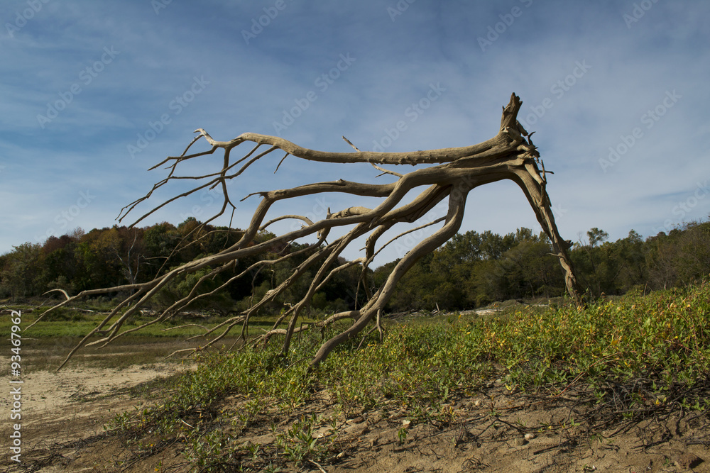 Dead Uprooted Tree on Beach