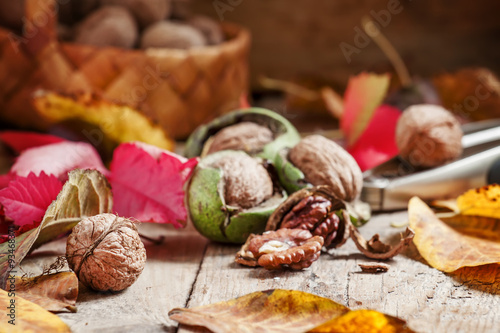 Fresh walnuts in a green shell, autumn harvest, amid the fallen