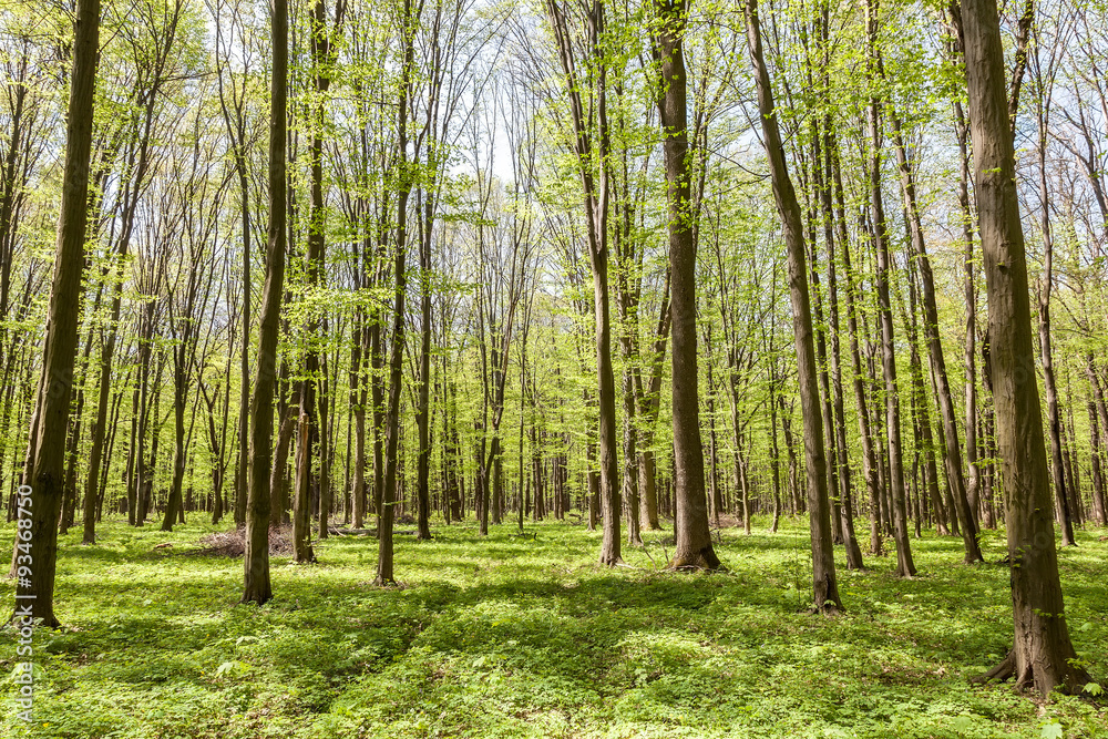 Green deciduous forest on a sunny day