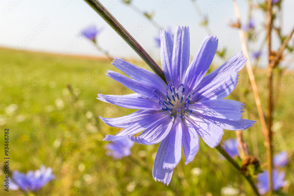 Chicory blooming on a field. Medical herbs series. Chicory blooming on a field. Medical herbs series.