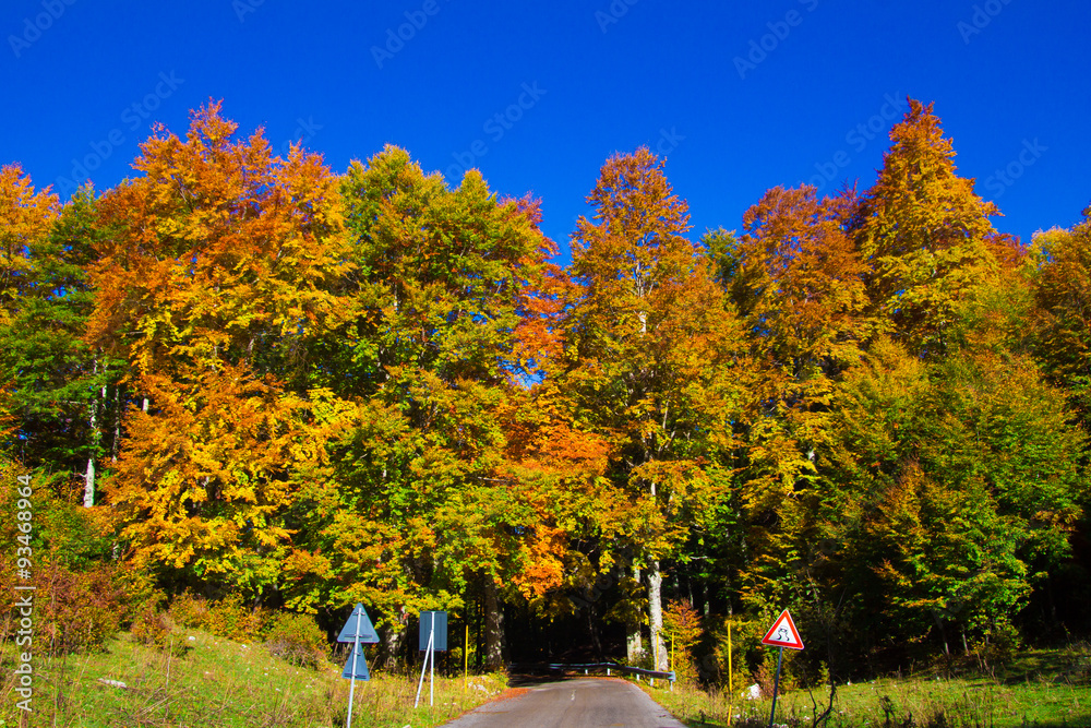 Obraz premium Strada di montagna nella foresta