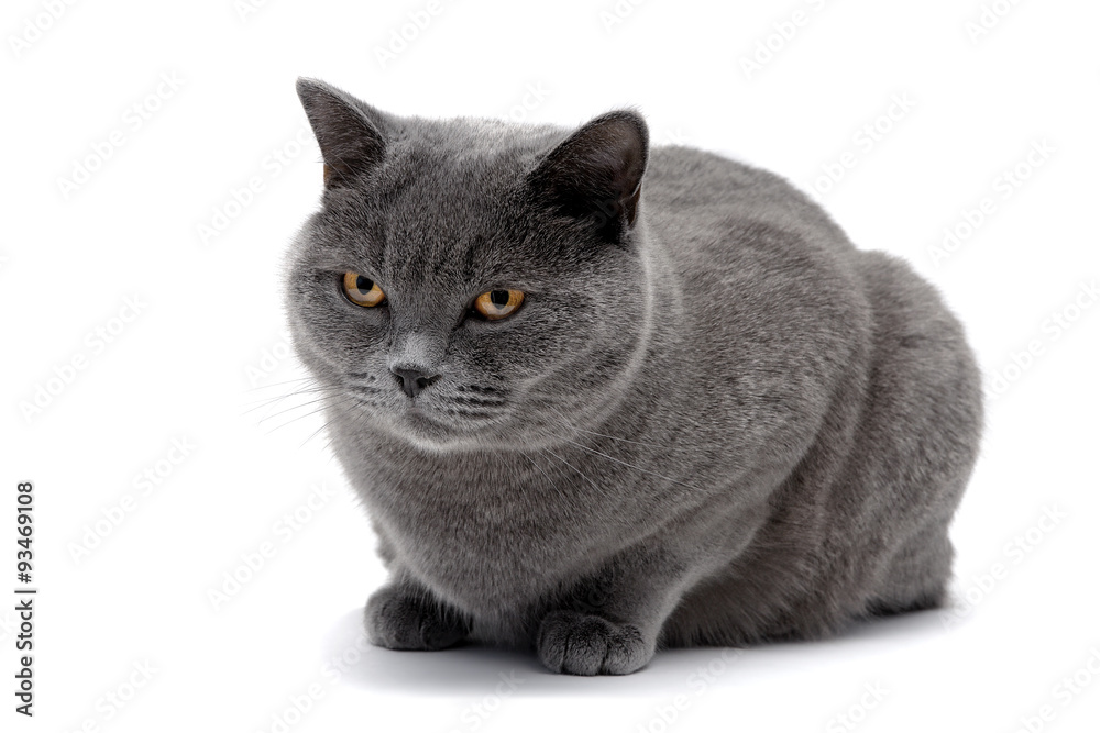 beautiful gray cat isolated on white background