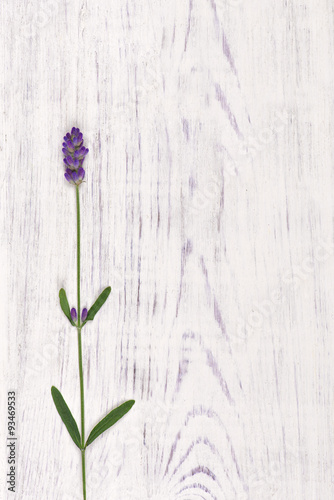 Fototapeta Naklejka Na Ścianę i Meble -  lavender flower on white wood table background