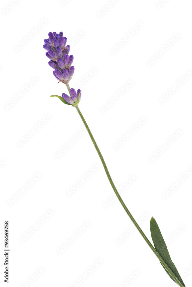 Fototapeta premium Lavender flower isolated on white