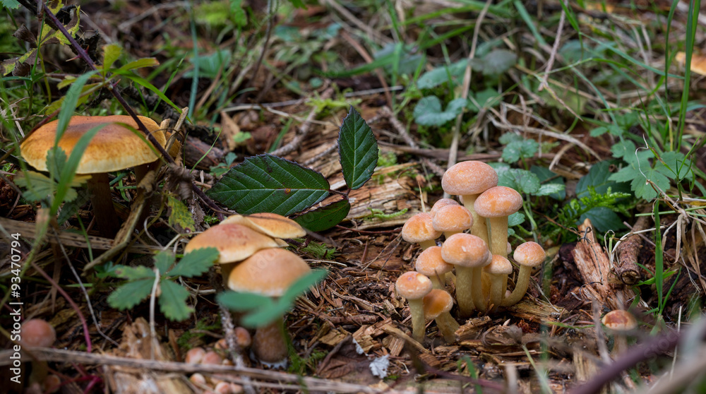 Pilze im Wald Pilze im Wald