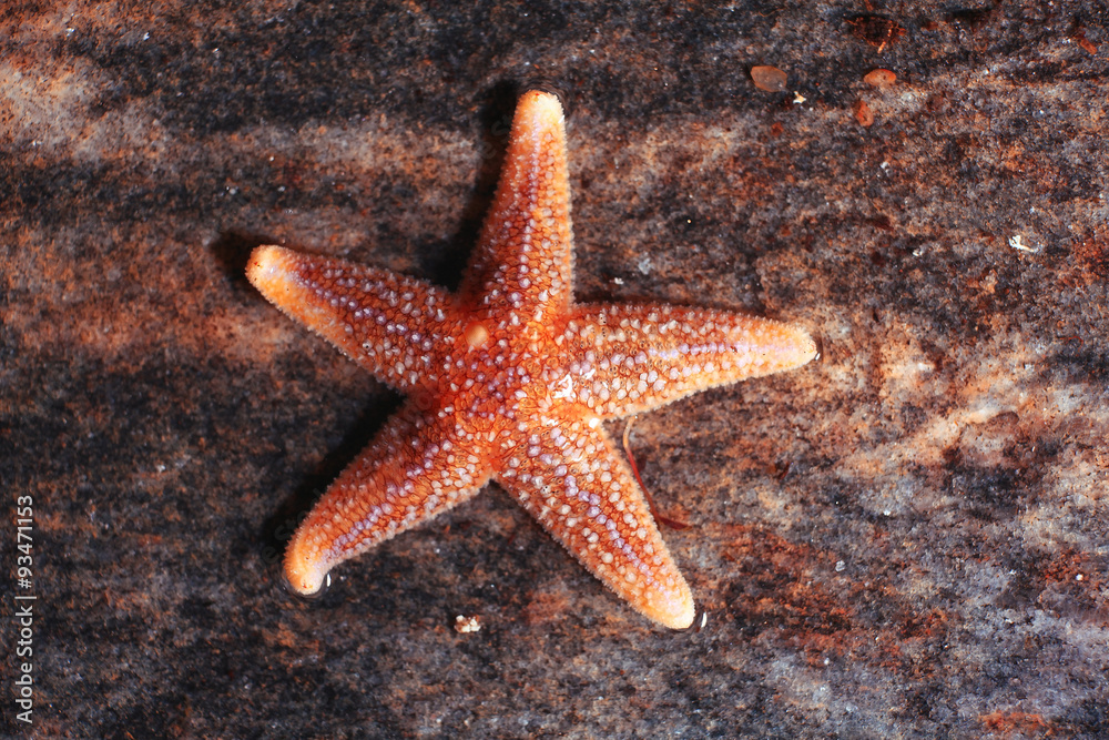 live starfish, sea life concept live starfish, sea life concept