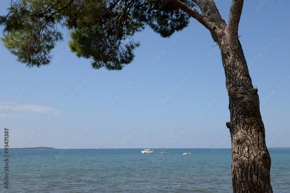 Fototapeta premium Küste bei Fazana, Istrien, Kroatien