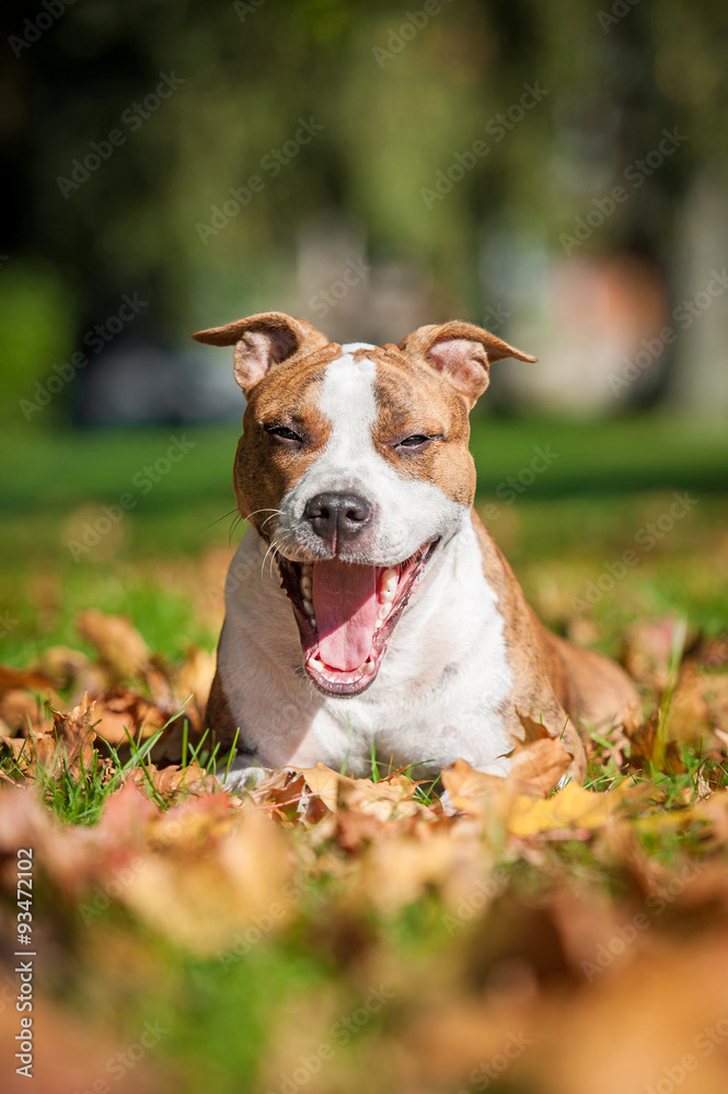 Funny american staffordshire terrier dog smiling in autumn 
