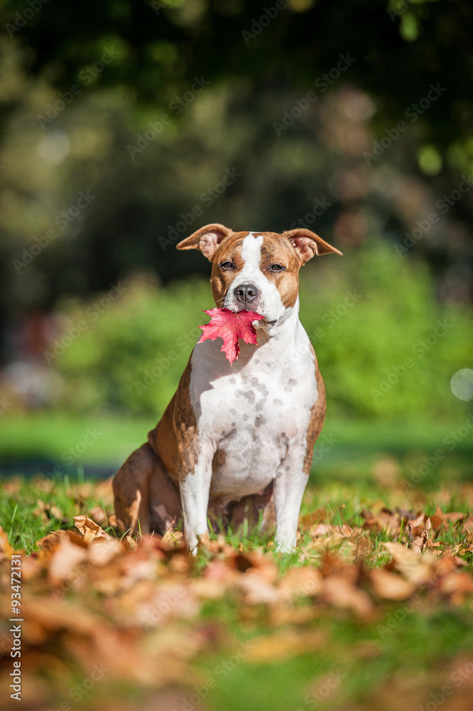 American staffordshire terrier dog holding a leaf in its mouth