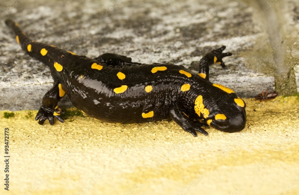 salamandra su muro nero e giallo salamandra su muro nero e giallo