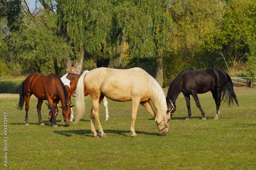 Horses on a farm in the autumn meadow 
