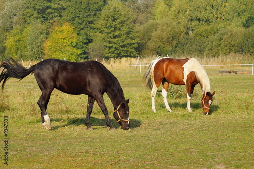 Horses on a farm in the autumn meadow 
