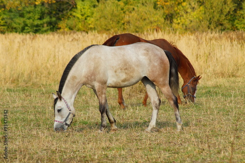 Horses on a farm in the autumn meadow © skorpionik00