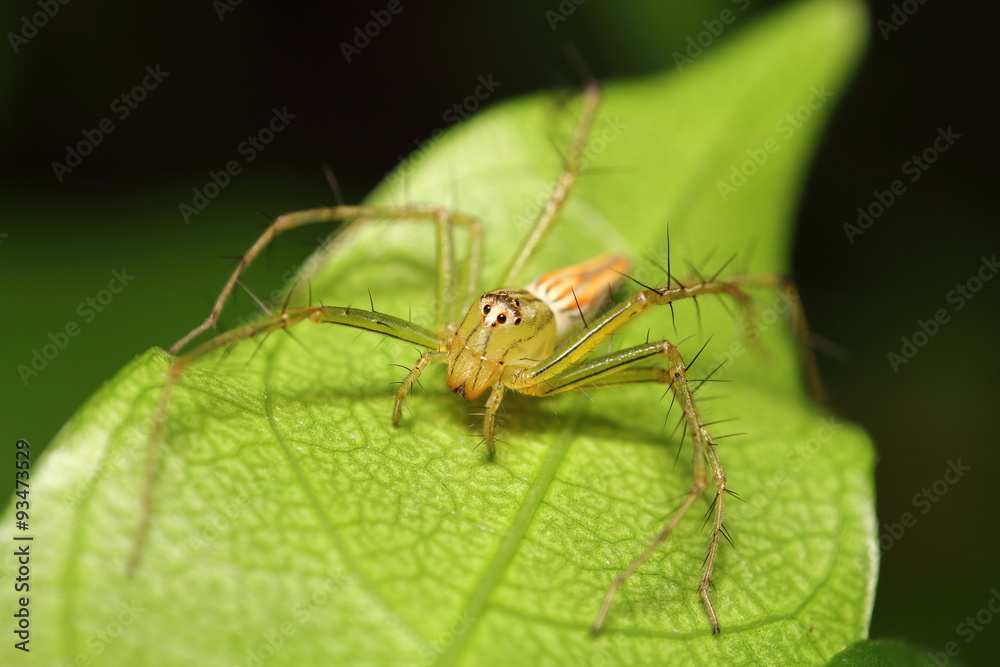 Jumping spider in rain forest Jumping spider in rain forest
