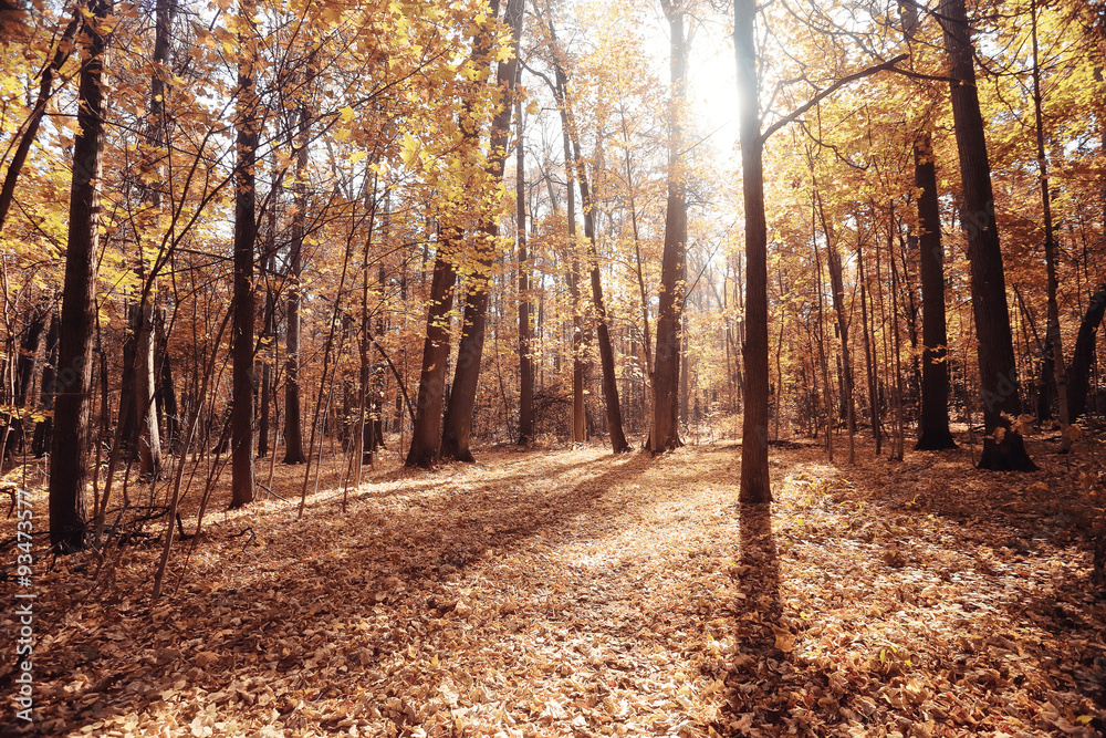 Obraz premium landscape autumn path in the park