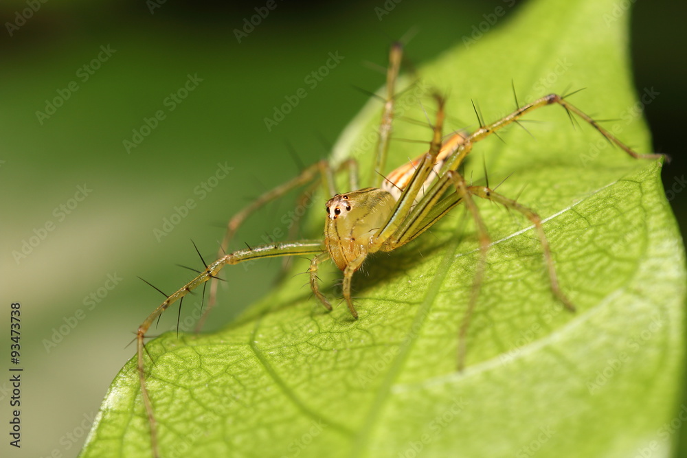 Fototapeta premium Jumping spider in rain forest