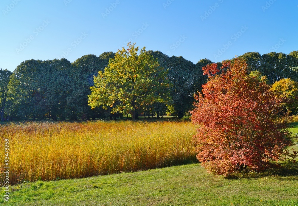 Fototapeta premium Beautiful autumn landscape - Autumn scenery 
