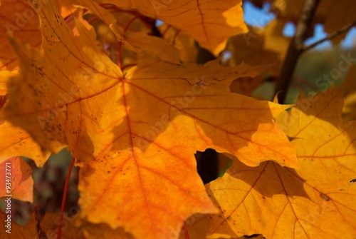 Red autumn maple leaves