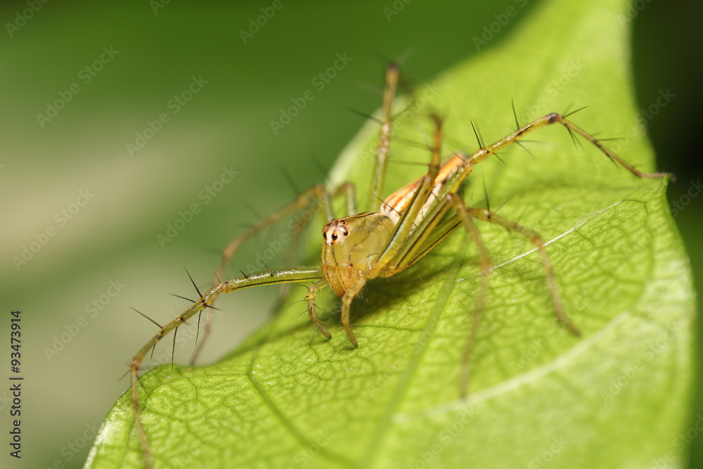 Fototapeta premium Jumping spider in rain forest