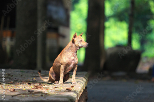 Mangy dog sitting on the floor.