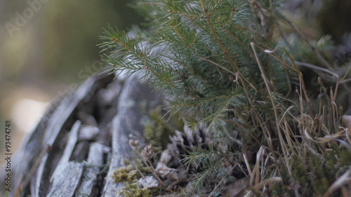 Slide in a mountain wood environment photo