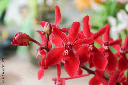 Fototapeta Naklejka Na Ścianę i Meble -  Orchid Flower